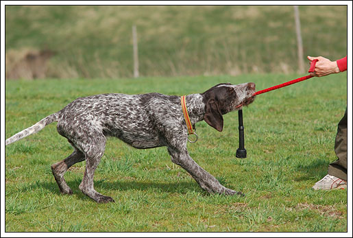 Best 5 Dog Training Toys to Boost Motivation